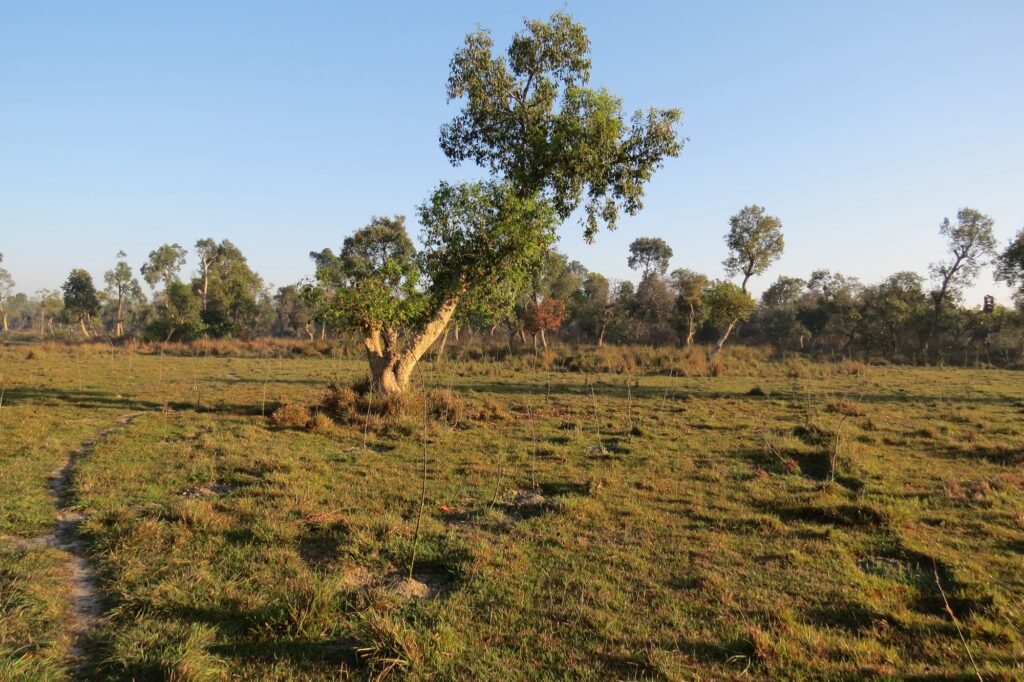 Forest department plantation drive on grassland as part of eco-restoration efforts in India