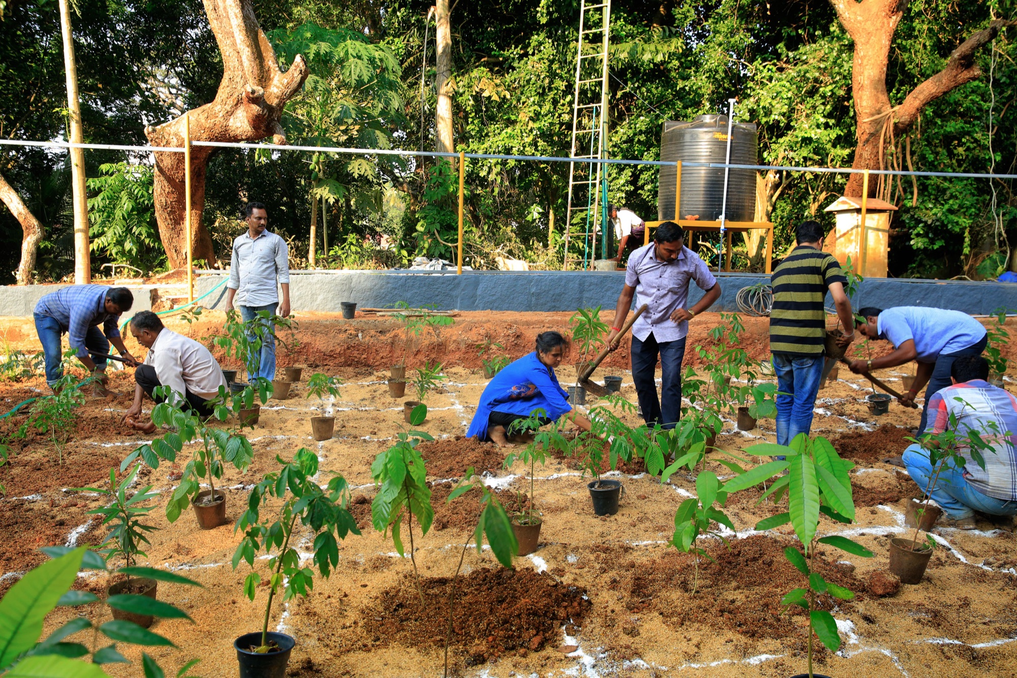 Saplings being planted as part of a forest restoration and afforestation drive in India