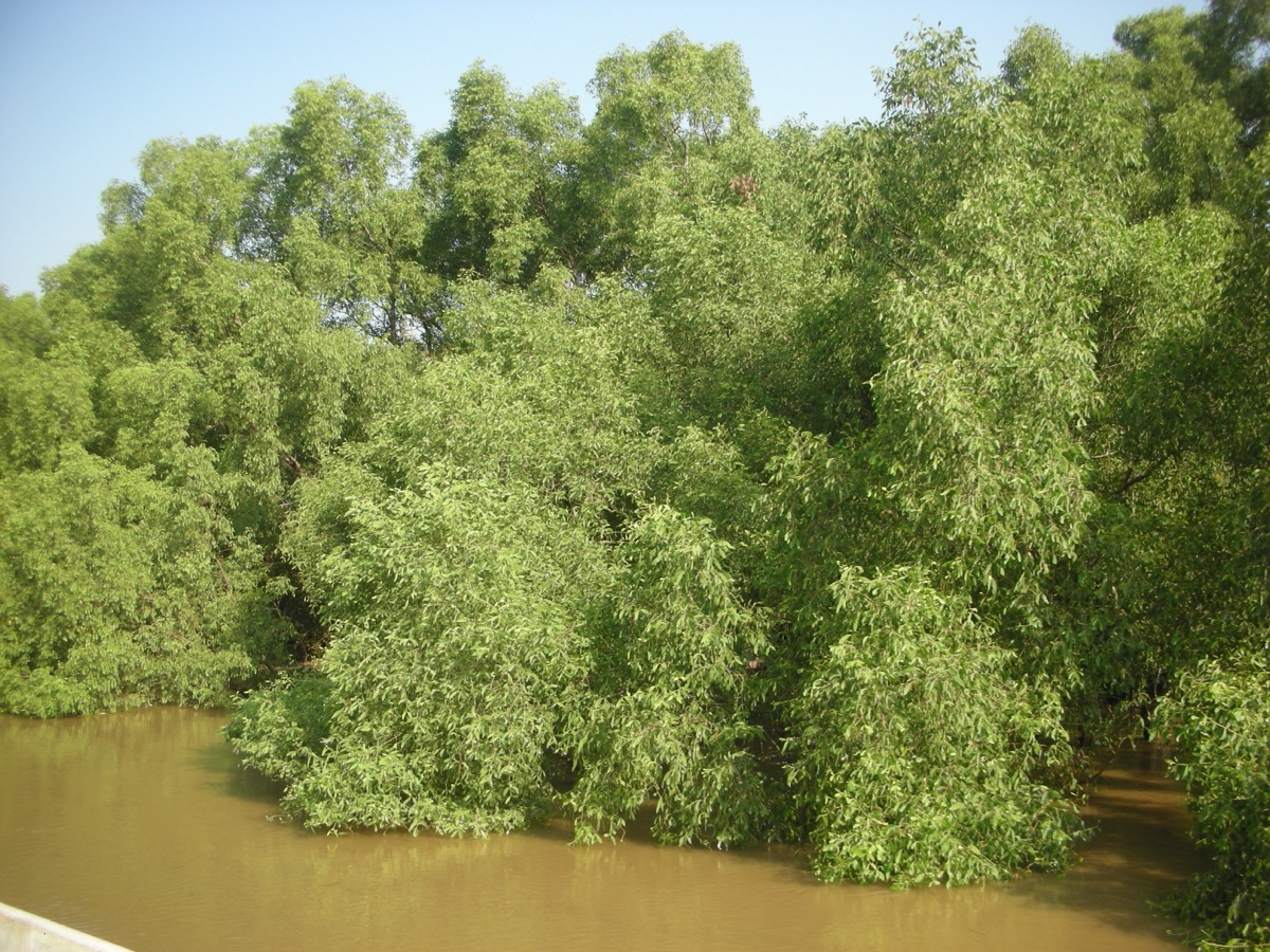 Mangrove forest at Bhitarkanika National Park, Odisha
