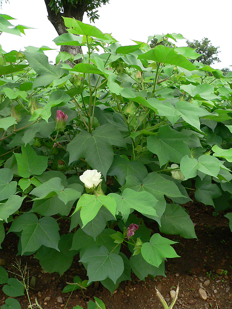 Close-up of an organic cotton plant with open cotton bolls ready for harvest