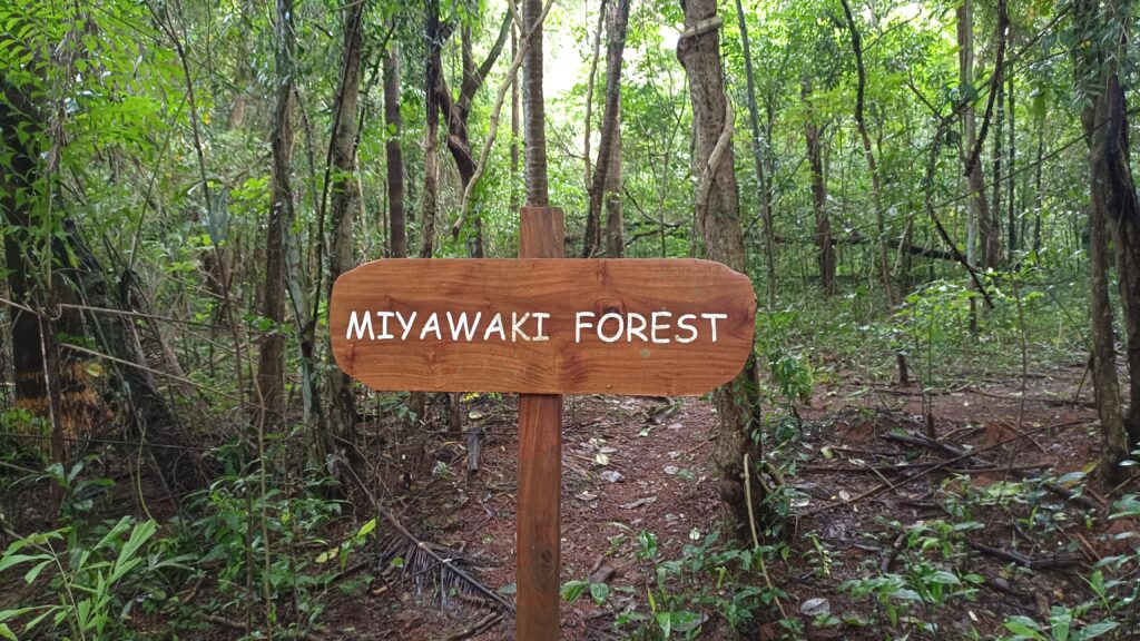 Dense young Miyawaki forest planting on reclaimed urban land, similar to the reforested Yakalaspura dumpsite in Raichur