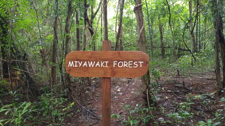 Dense young Miyawaki forest planting on reclaimed urban land, similar to the reforested Yakalaspura dumpsite in Raichur