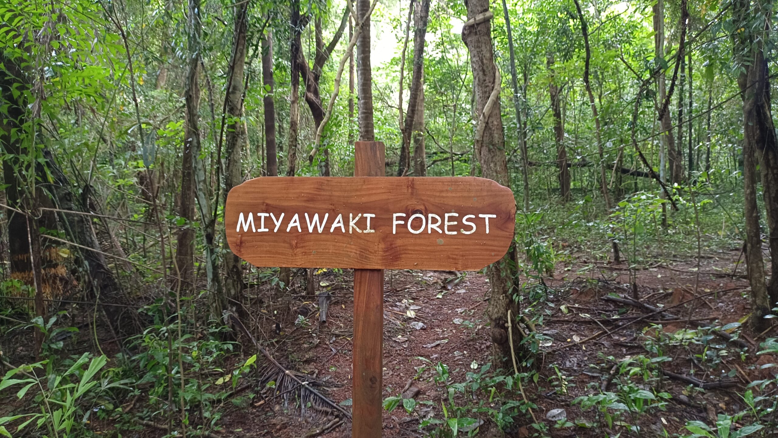 Dense young Miyawaki forest planting on reclaimed urban land, similar to the reforested Yakalaspura dumpsite in Raichur
