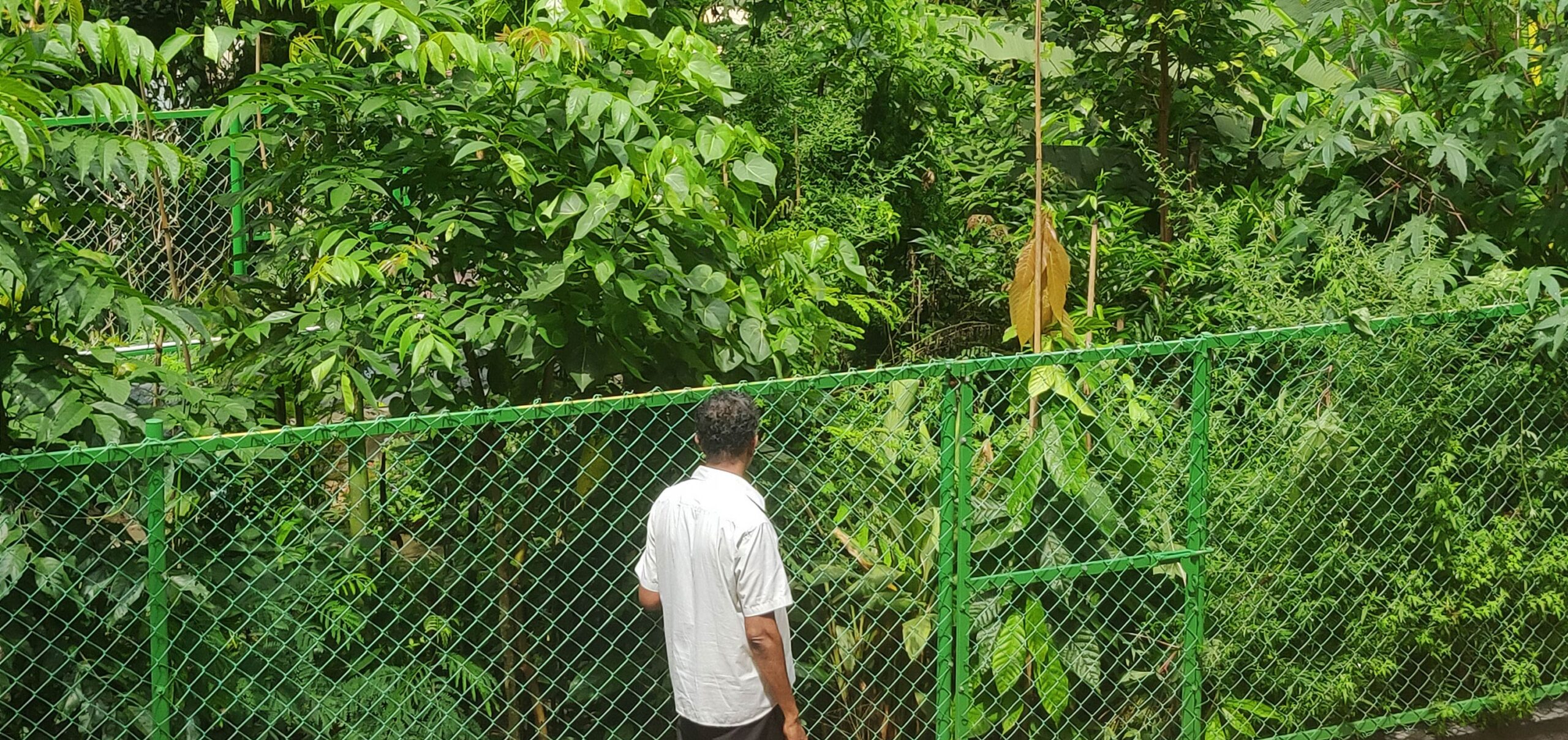 A Miyawaki forest nine months after planting, showing how quickly the dense-planting method establishes canopy cover