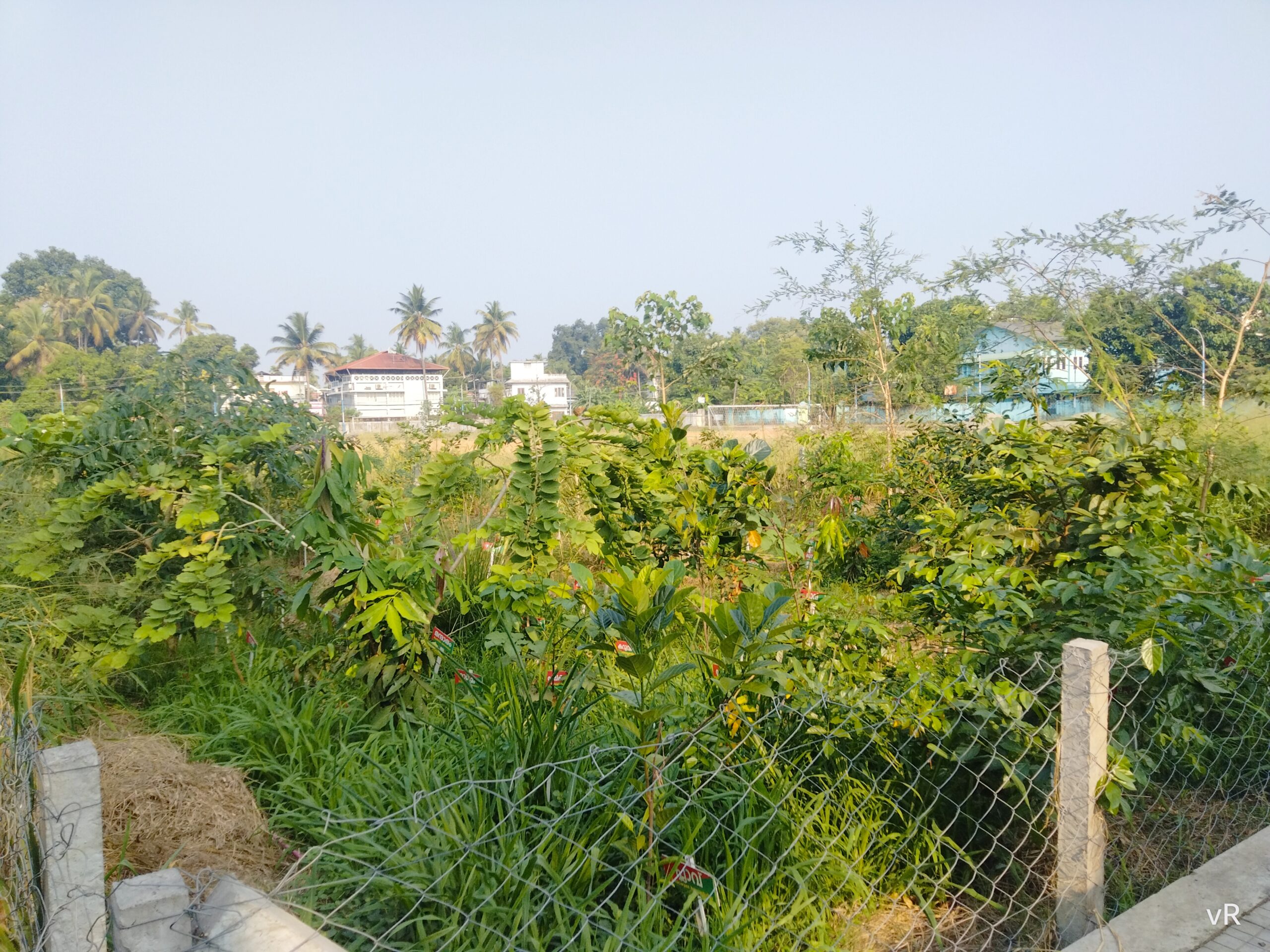 A young Miyawaki forest planting, illustrating the native-species dense afforestation technique used to reclaim dumpsite land