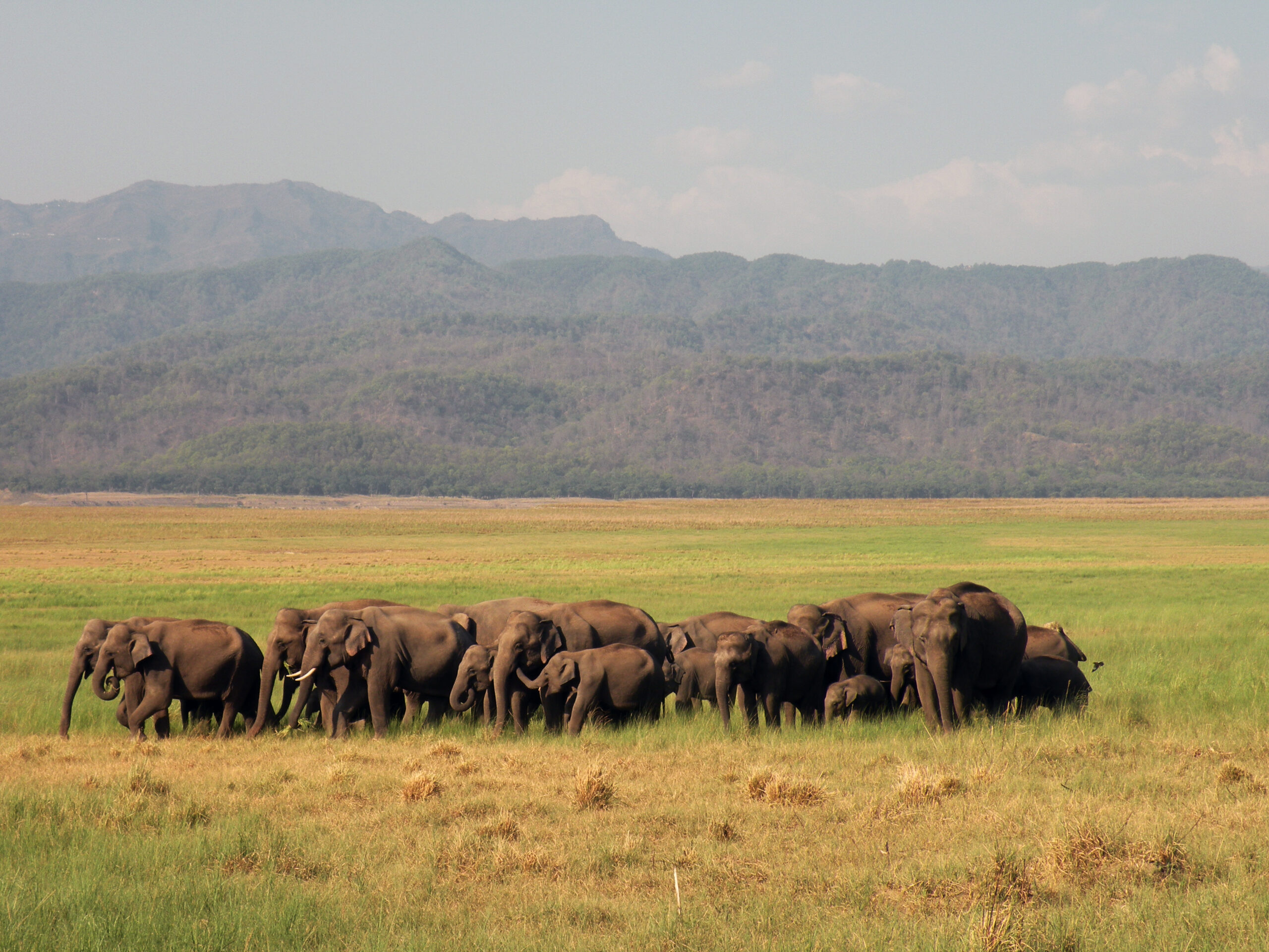 A large herd of wild Asian elephants walking across a grassland with forested hills in the background, India
