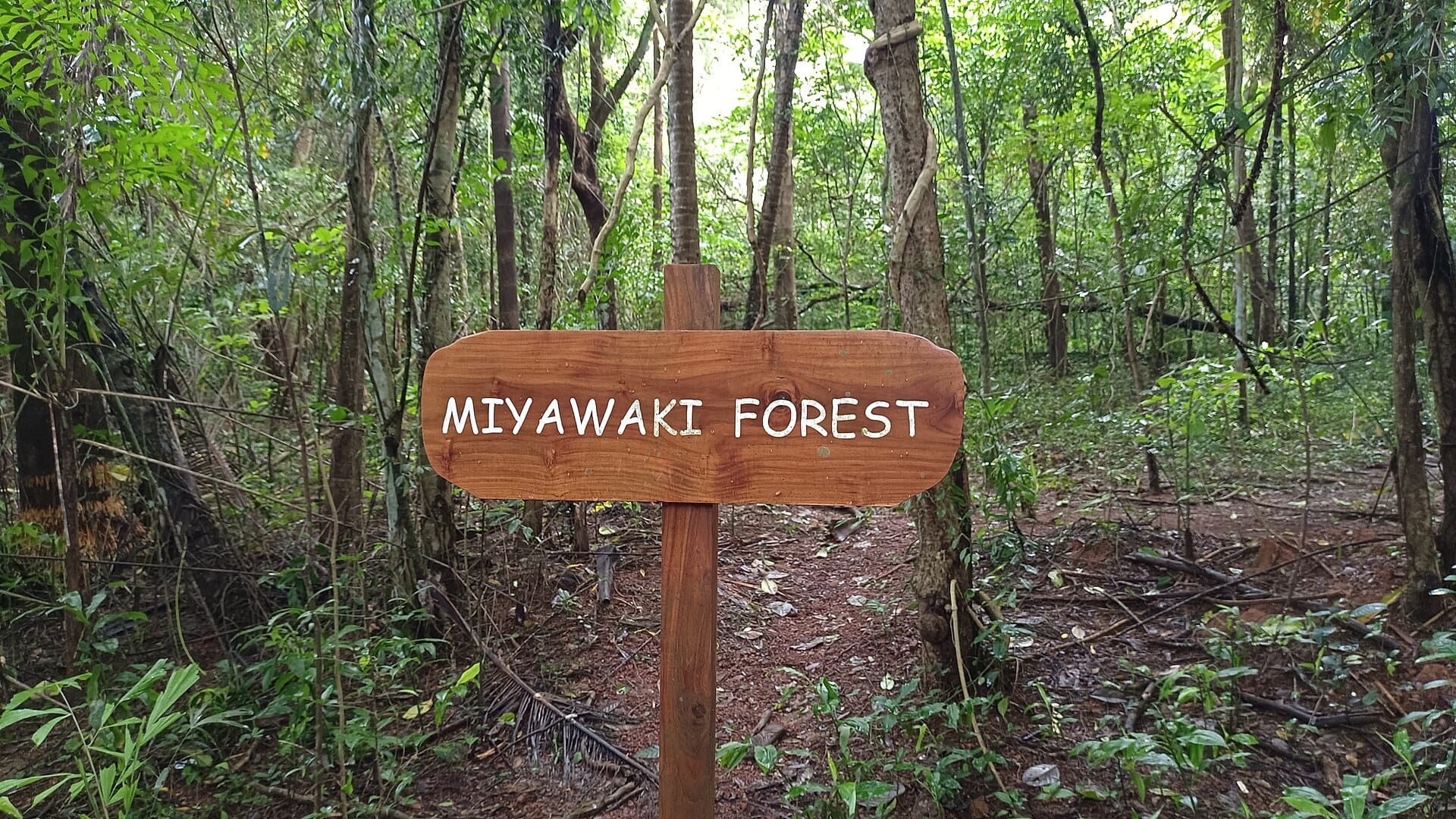 Miyawaki urban forest, a green-space idea in the NCAP Compendium of Best Practices 2026
