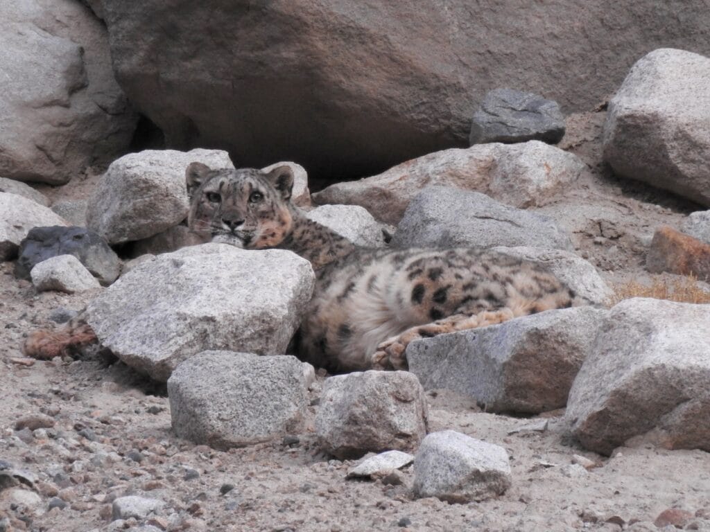 A snow leopard in its natural high-altitude habitat in Ladakh, India