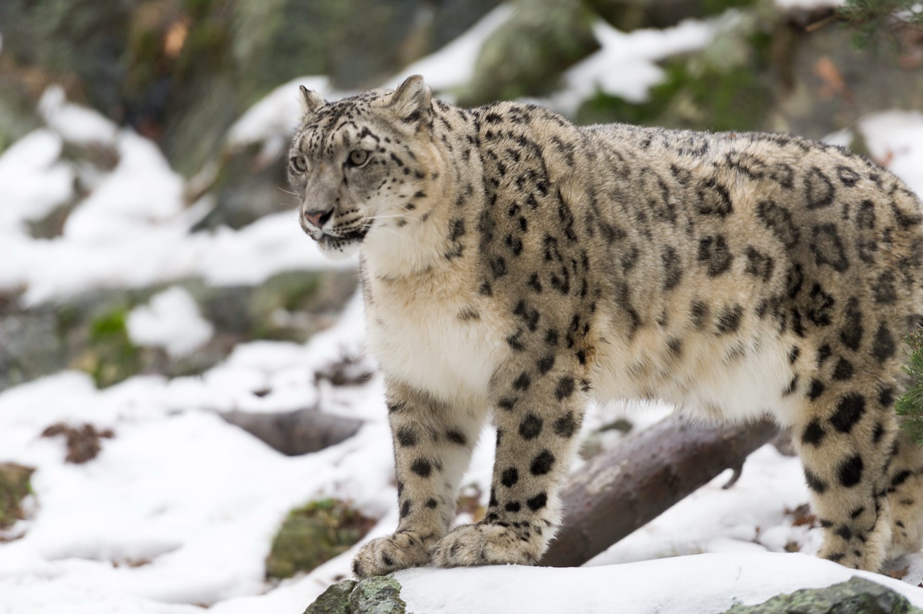 A snow leopard resting on snow-covered rocks in high-altitude mountain terrain