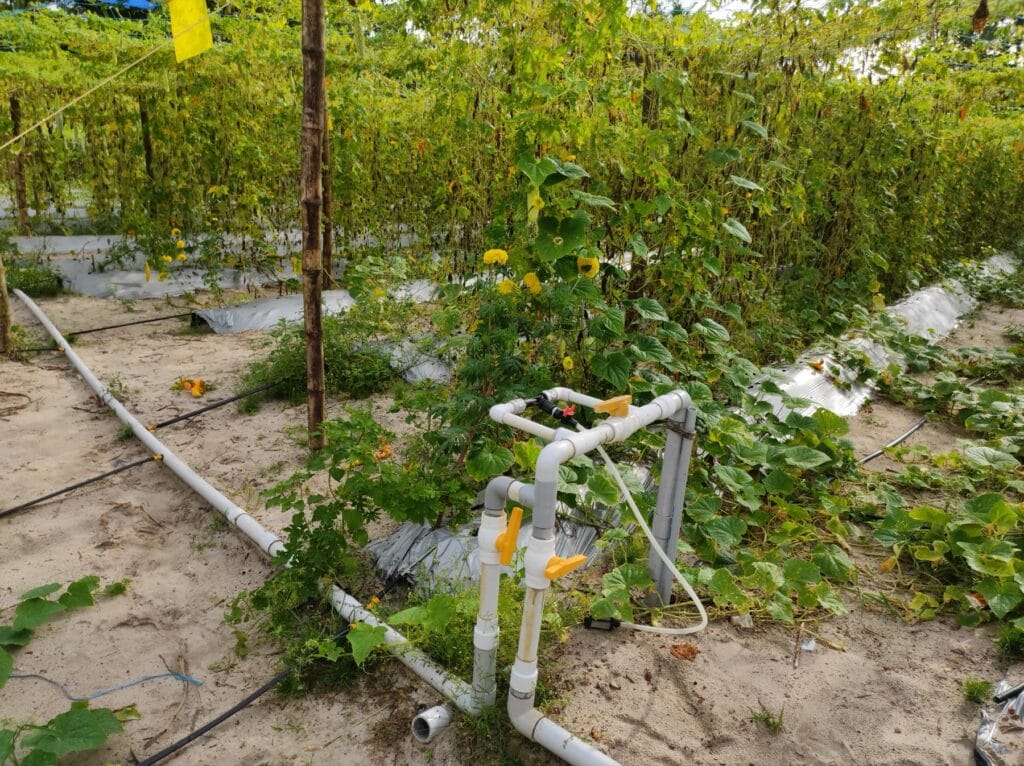 Close-up of a drip irrigation system with mulching watering crop rows in an Indian farm field