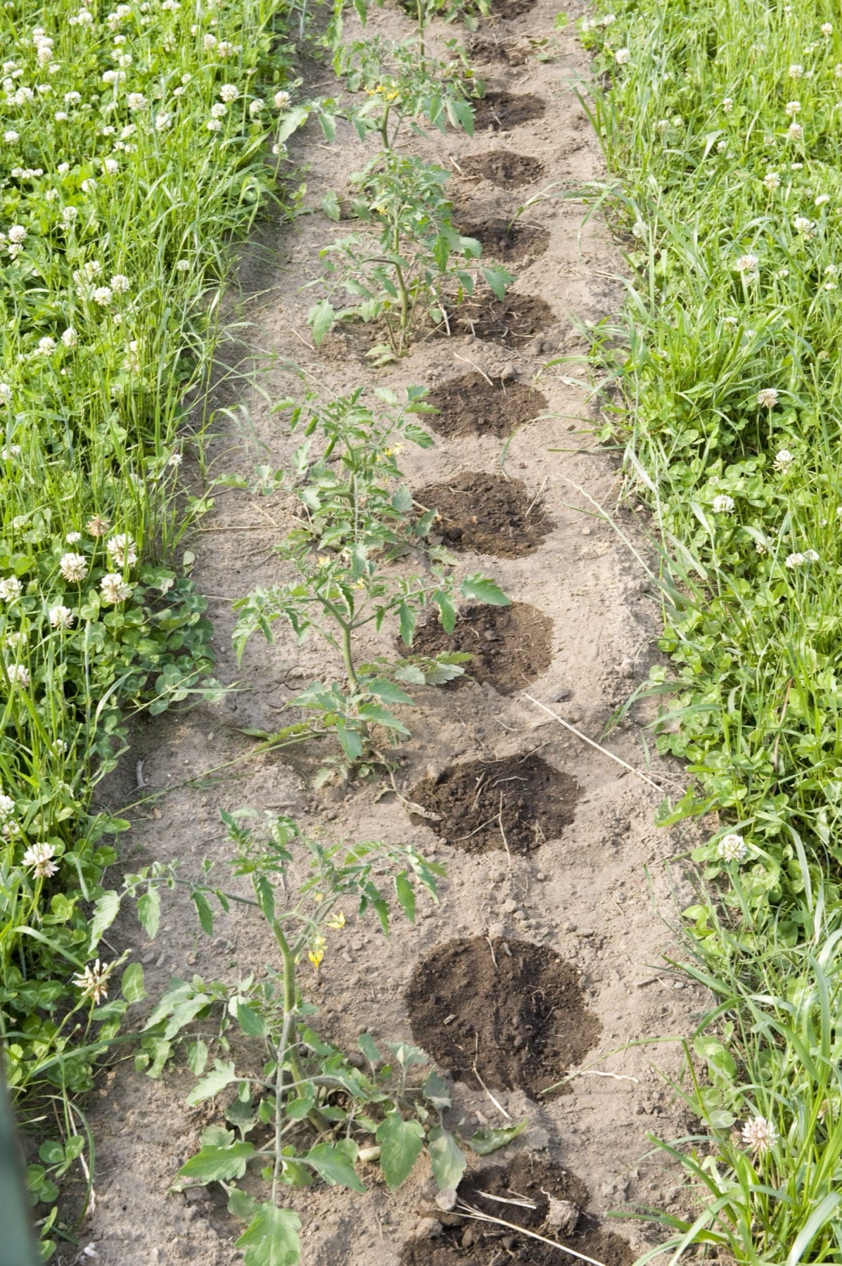 Drip irrigation lines and emitters delivering water directly to plant roots in a field