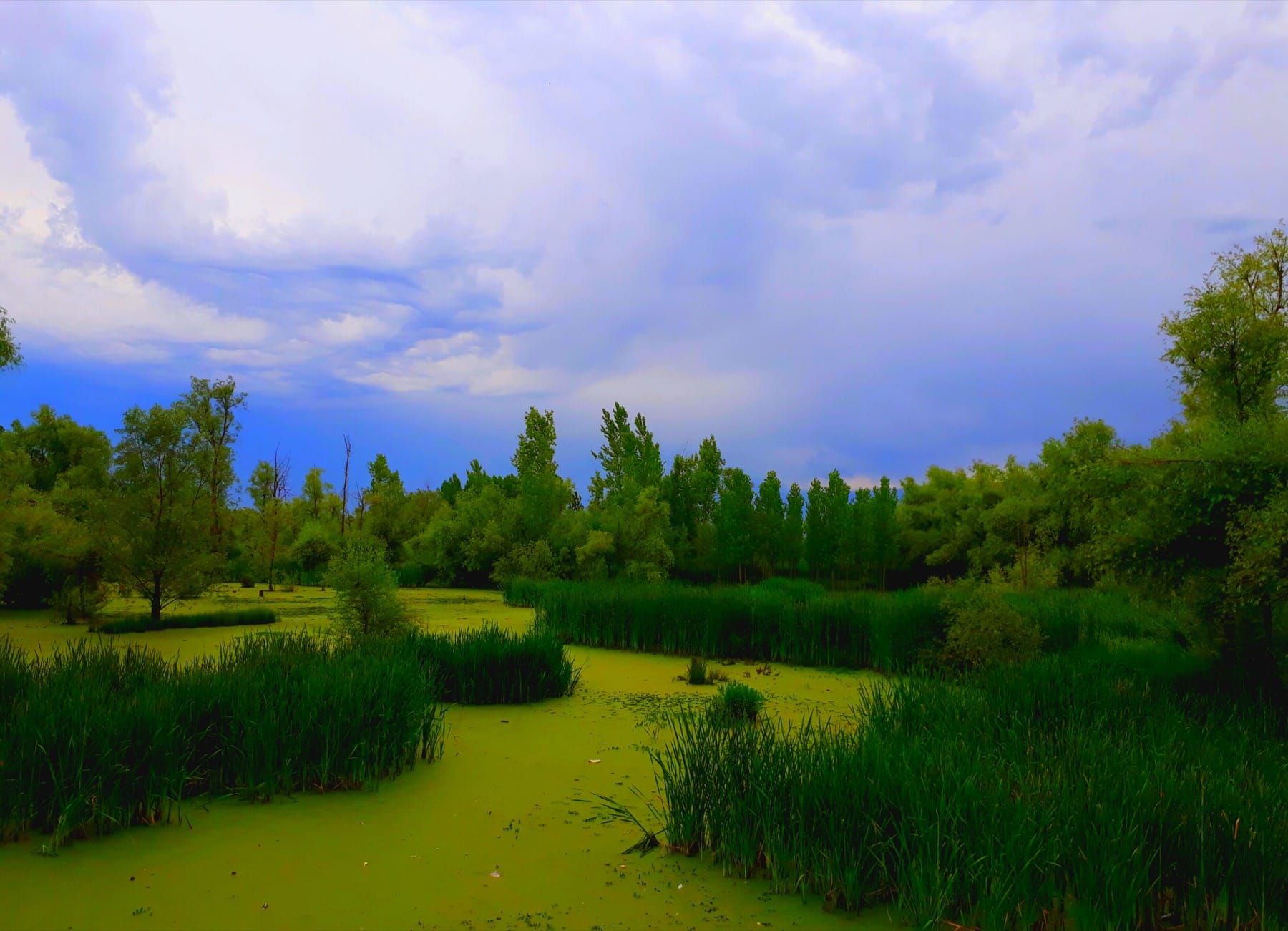 Wide view of the Hokersar wetland in Kashmir, a Ramsar site with still water and reeds