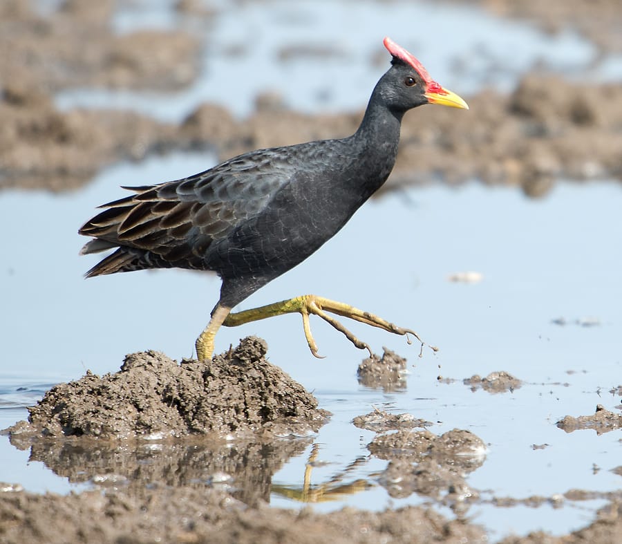 A waterbird (Gallicrex cinerea) at Basai Wetlands near Gurgaon, Haryana, India