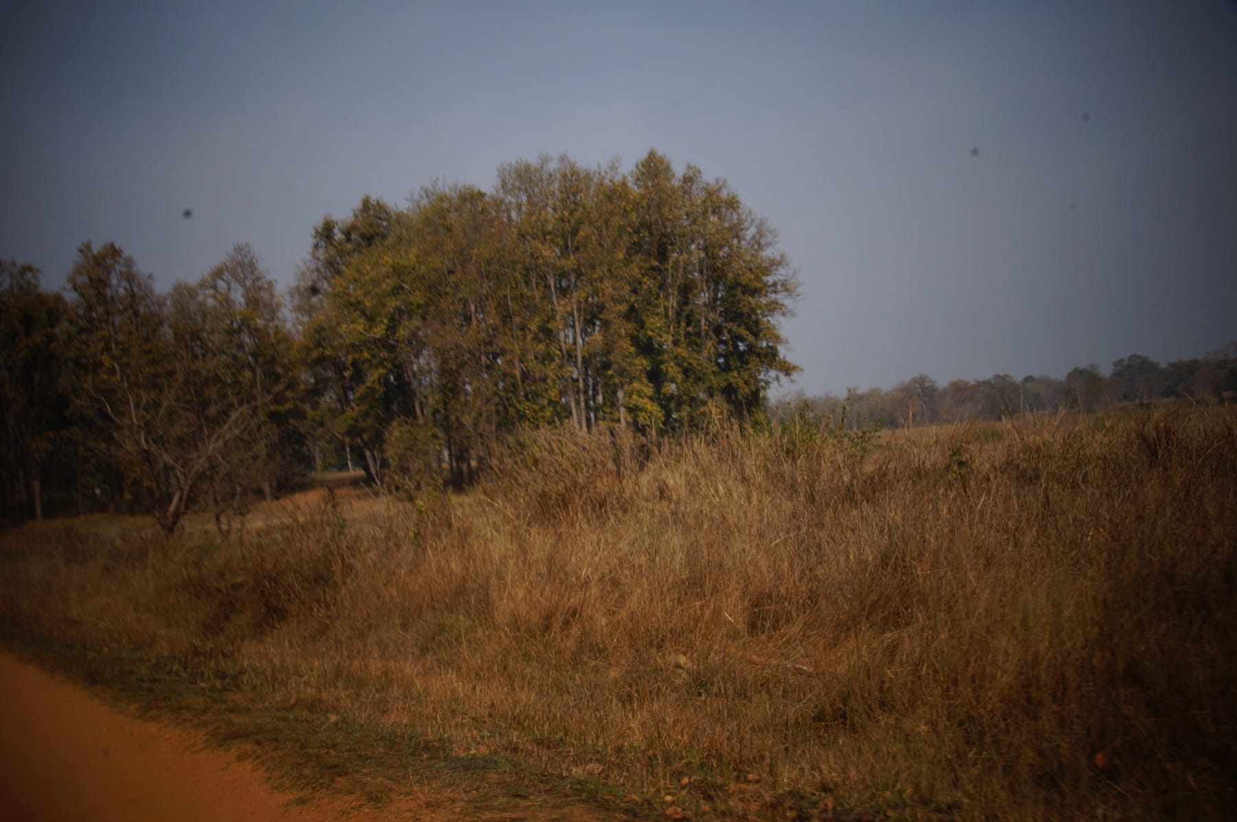 Wide grassland and forest landscape inside Kanha National Park, a tiger reserve in Madhya Pradesh, India