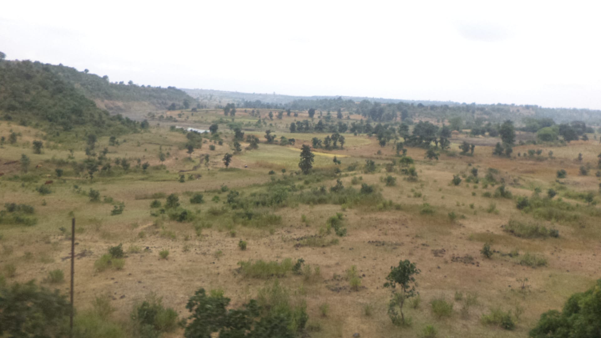 Open grassland and savanna landscape in Madhya Pradesh, India, representing India's rangelands and open natural ecosystems