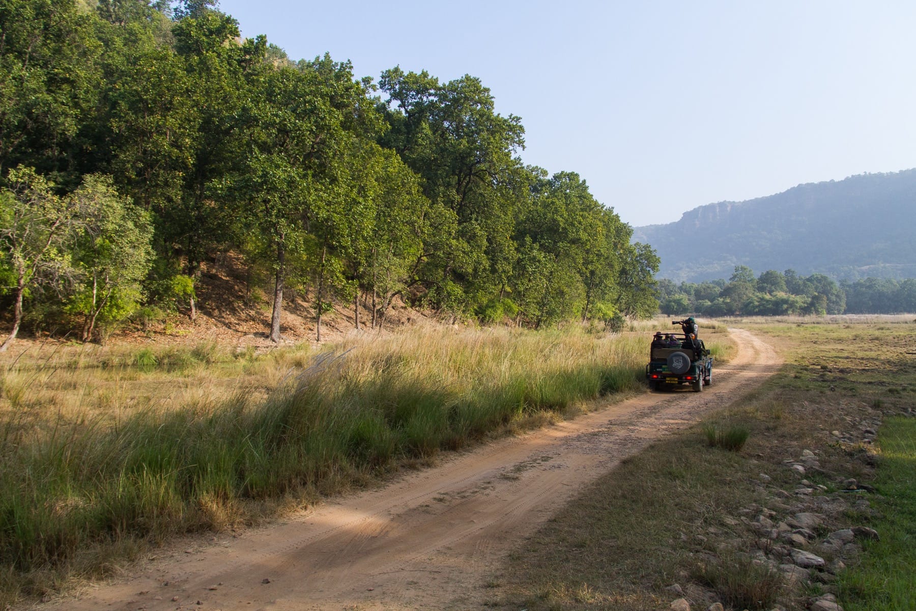 Wide grassland landscape inside Bandhavgarh National Park, a tiger reserve in Madhya Pradesh, India