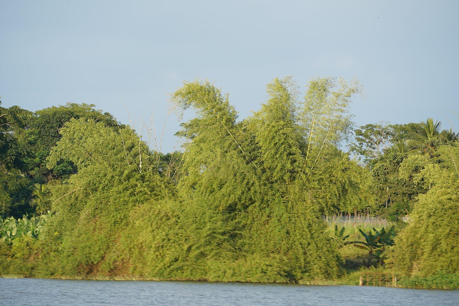 A tall clump of bamboo growing beside a water body in India, the kind of tree-based farming PRAMAAN forest certification now covers