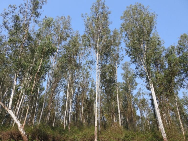 Tall eucalyptus trees in a managed plantation in India, representing the plantations certified under PRAMAAN forest certification