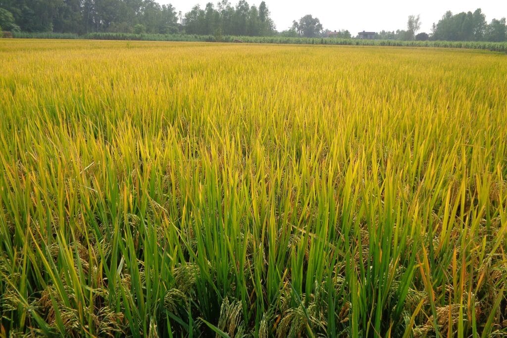 Golden green paddy field in Punjab