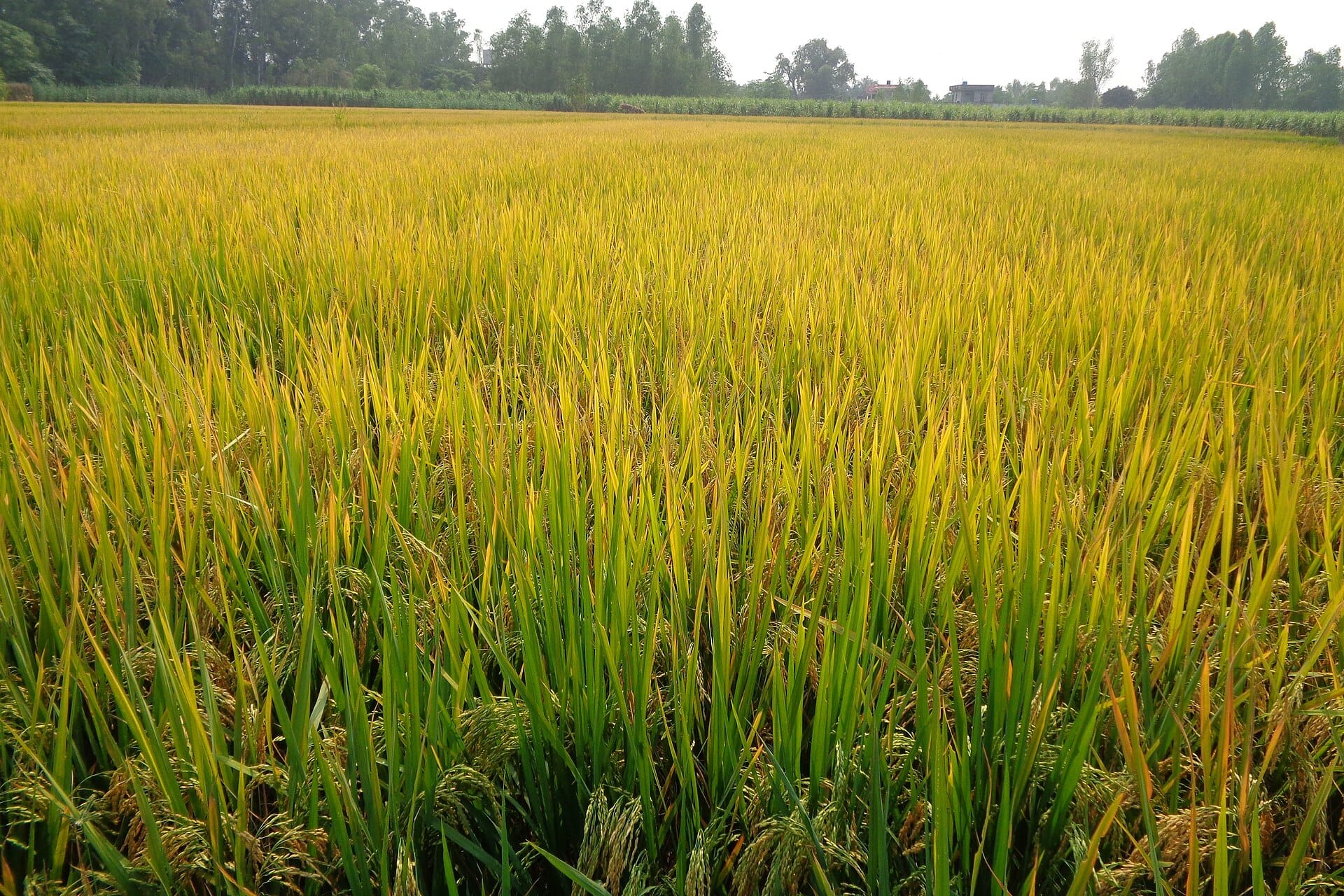 Golden green paddy field in Punjab