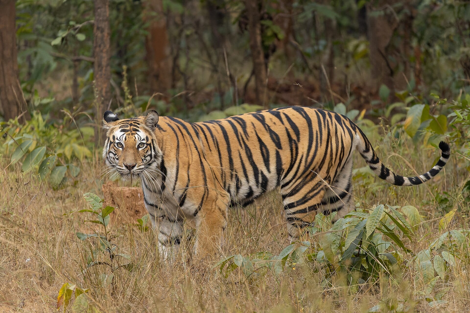 Wild Bengal tiger standing in dry grass, representing the tiger reintroduction in Buxa