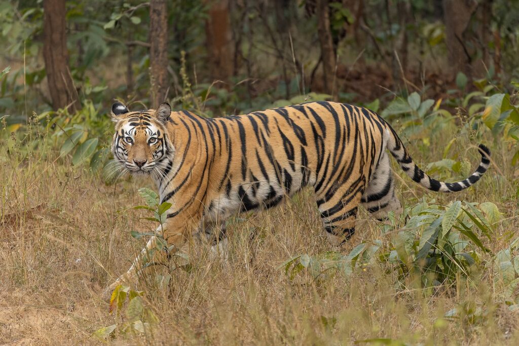 Bengal tiger walking through dry grass and forest in Sanjay Dubri Tiger Reserve, one of the big cats the International Big Cat Alliance works to conserve