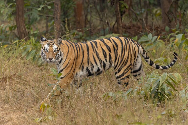 Bengal tiger walking through dry grass and forest in Sanjay Dubri Tiger Reserve, one of the big cats the International Big Cat Alliance works to conserve