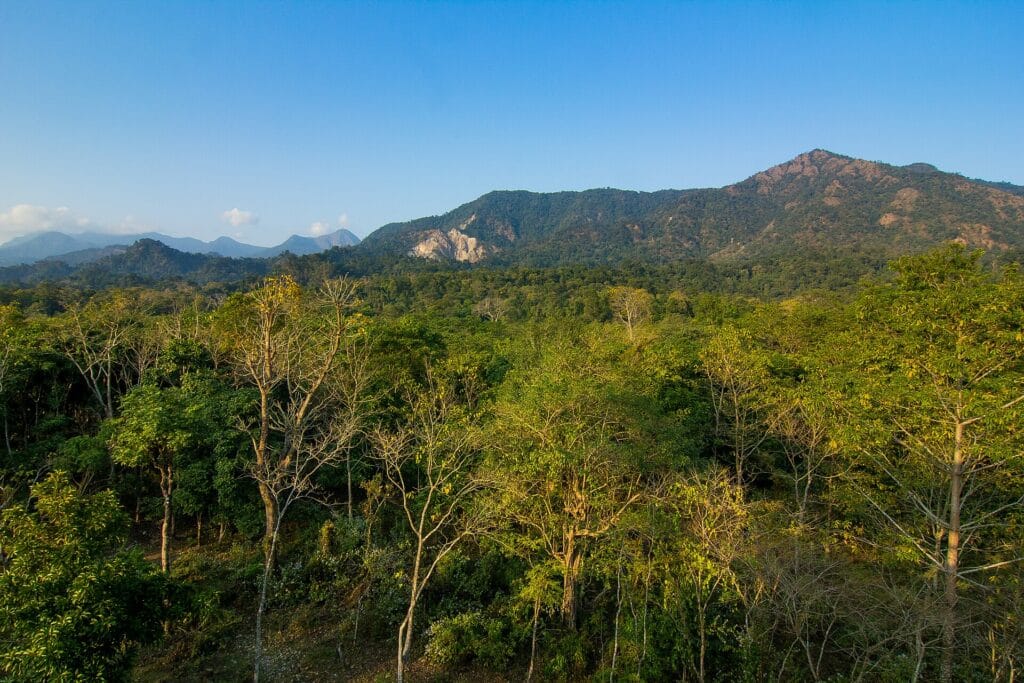 Forested hills of Buxa Tiger Reserve in North Bengal where tiger reintroduction has begun