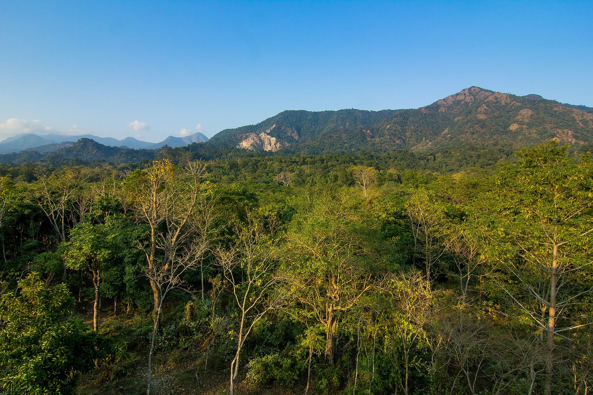 Forested hills of Buxa Tiger Reserve in North Bengal where tiger reintroduction has begun