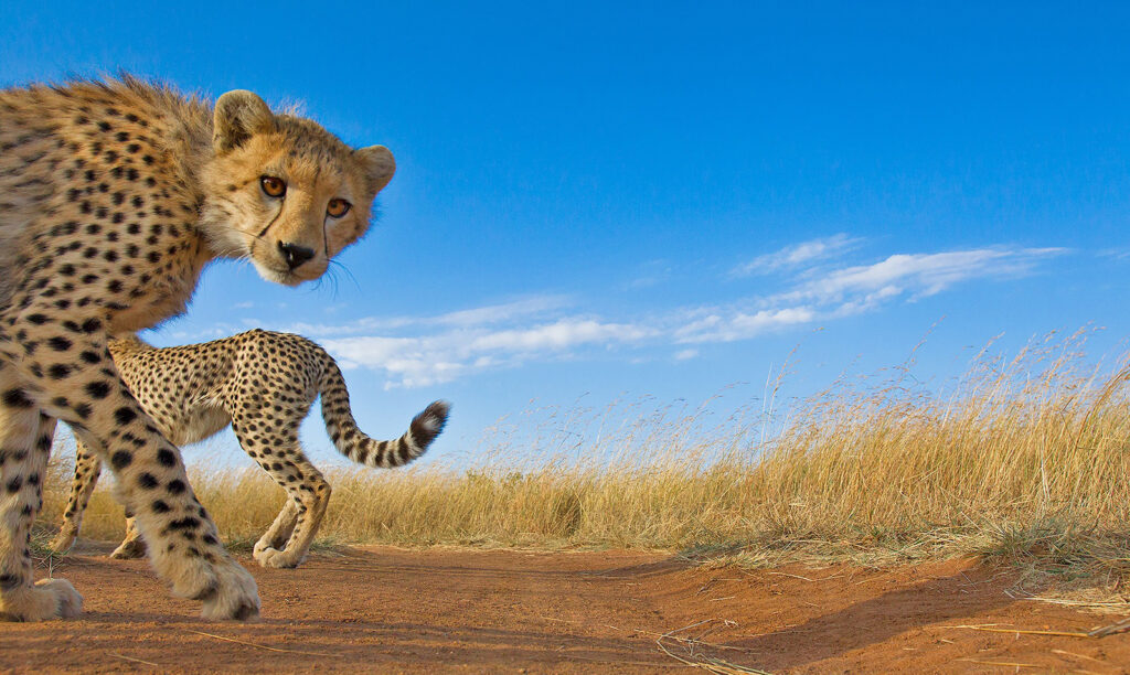 Young cheetah looking at the camera in golden grassland under a blue sky