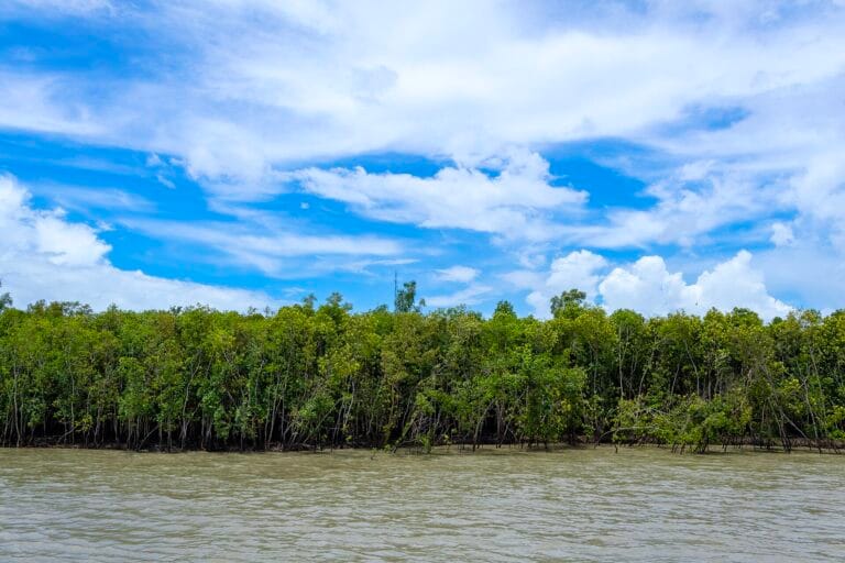 Dense mangrove forest at the Sundarban, an example of forest and landscape restoration in India