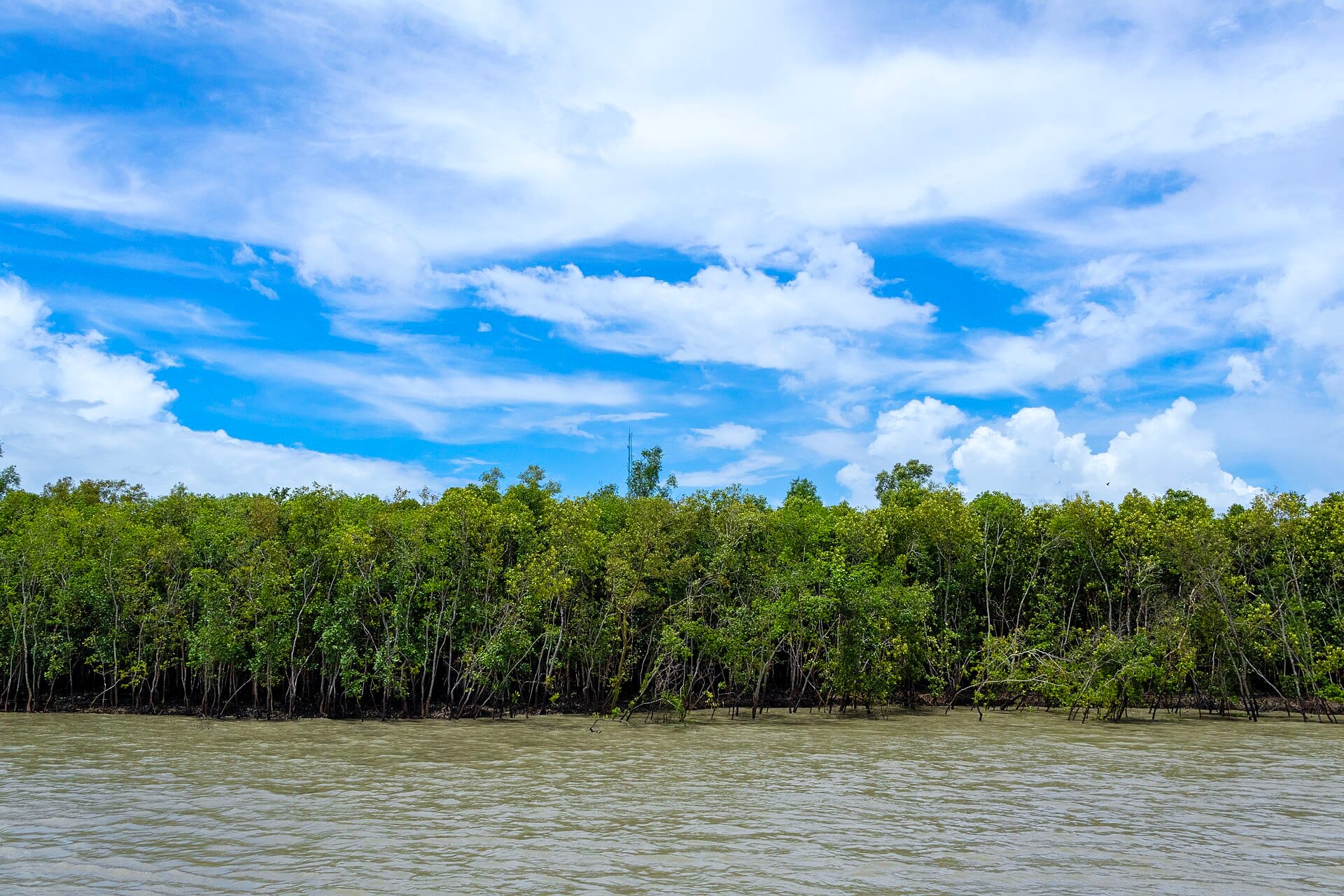 Dense mangrove forest at the Sundarban, an example of forest and landscape restoration in India