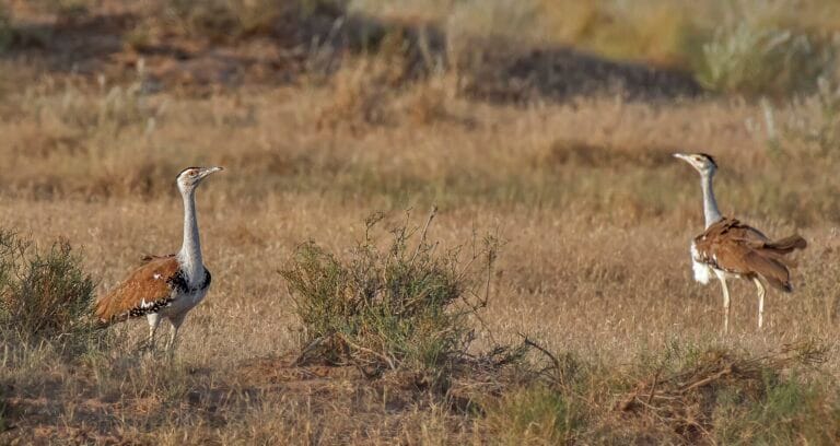 Pair of Great Indian Bustards standing in dry grassland at Desert National Park, Rajasthan