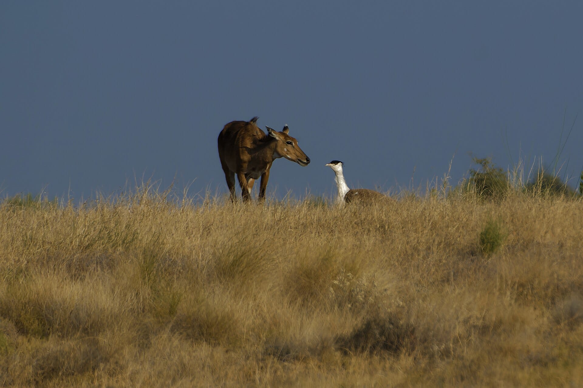 Great Indian Bustard and a nilgai in tall dry Thar grassland, the habitat at the heart of the Great Indian Bustard release