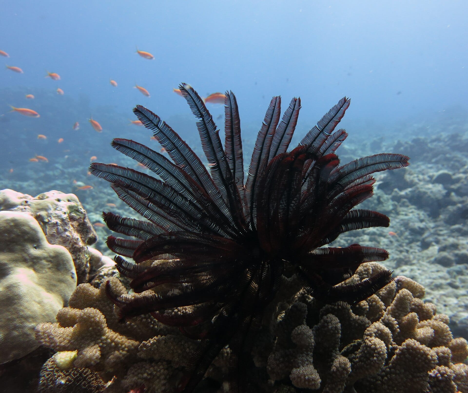 National Coastal Mission 2.0 guidelines fund coral reef work: a feather star on a Lakshadweep reef