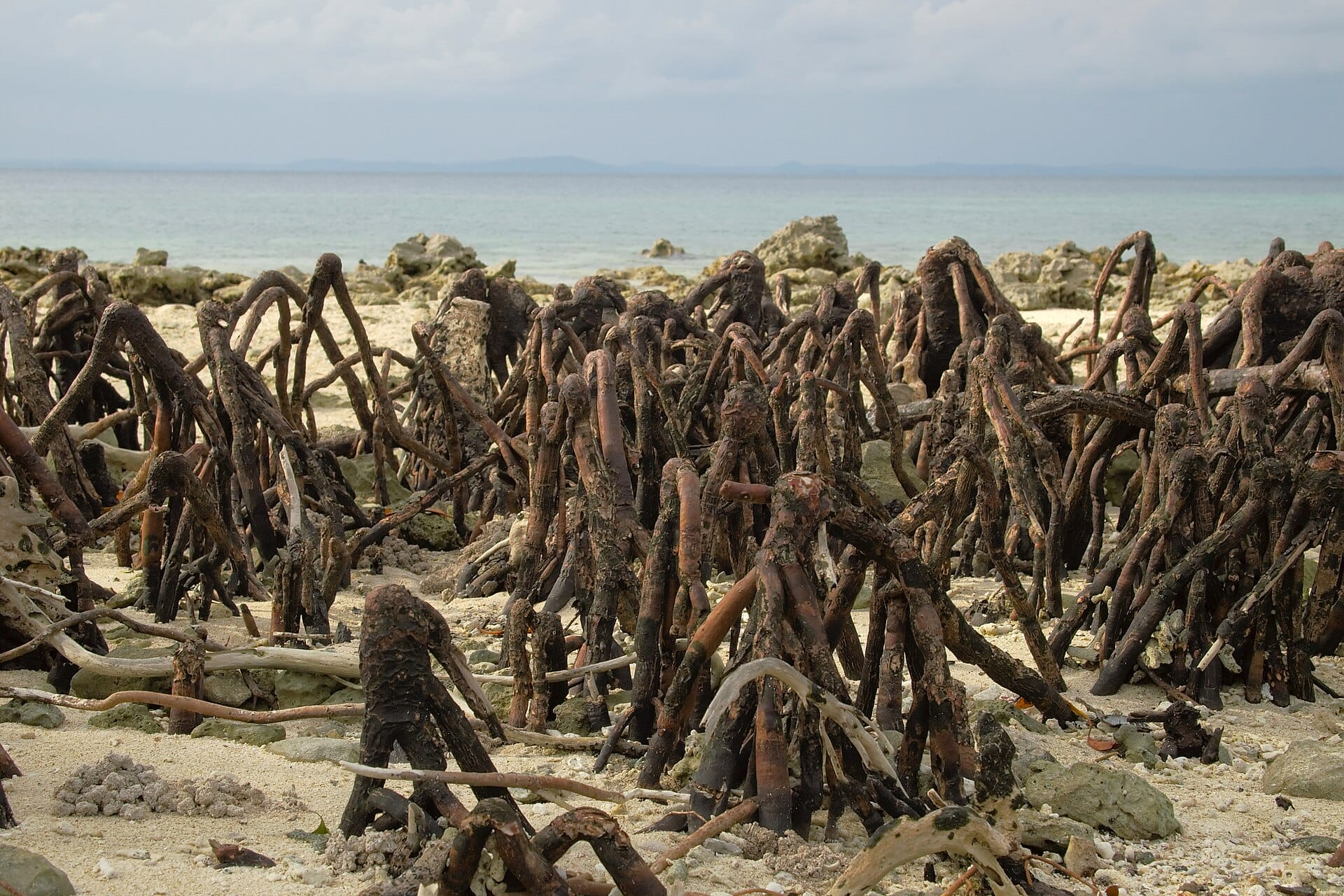 National Coastal Mission 2.0 guidelines target mangrove restoration: exposed roots on a beach at Havelock Island, Andamans