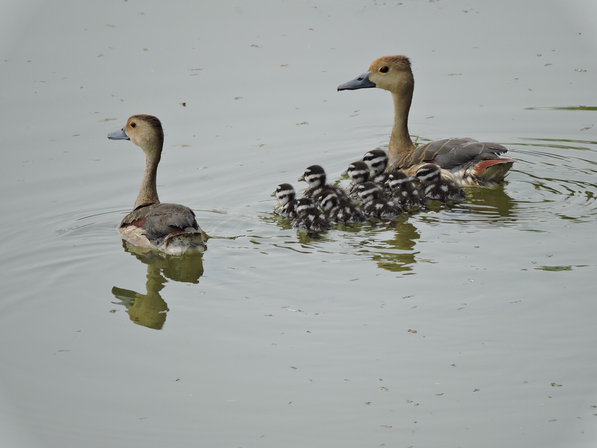 Migratory waterbirds on the water at Sukhna Lake, Chandigarh