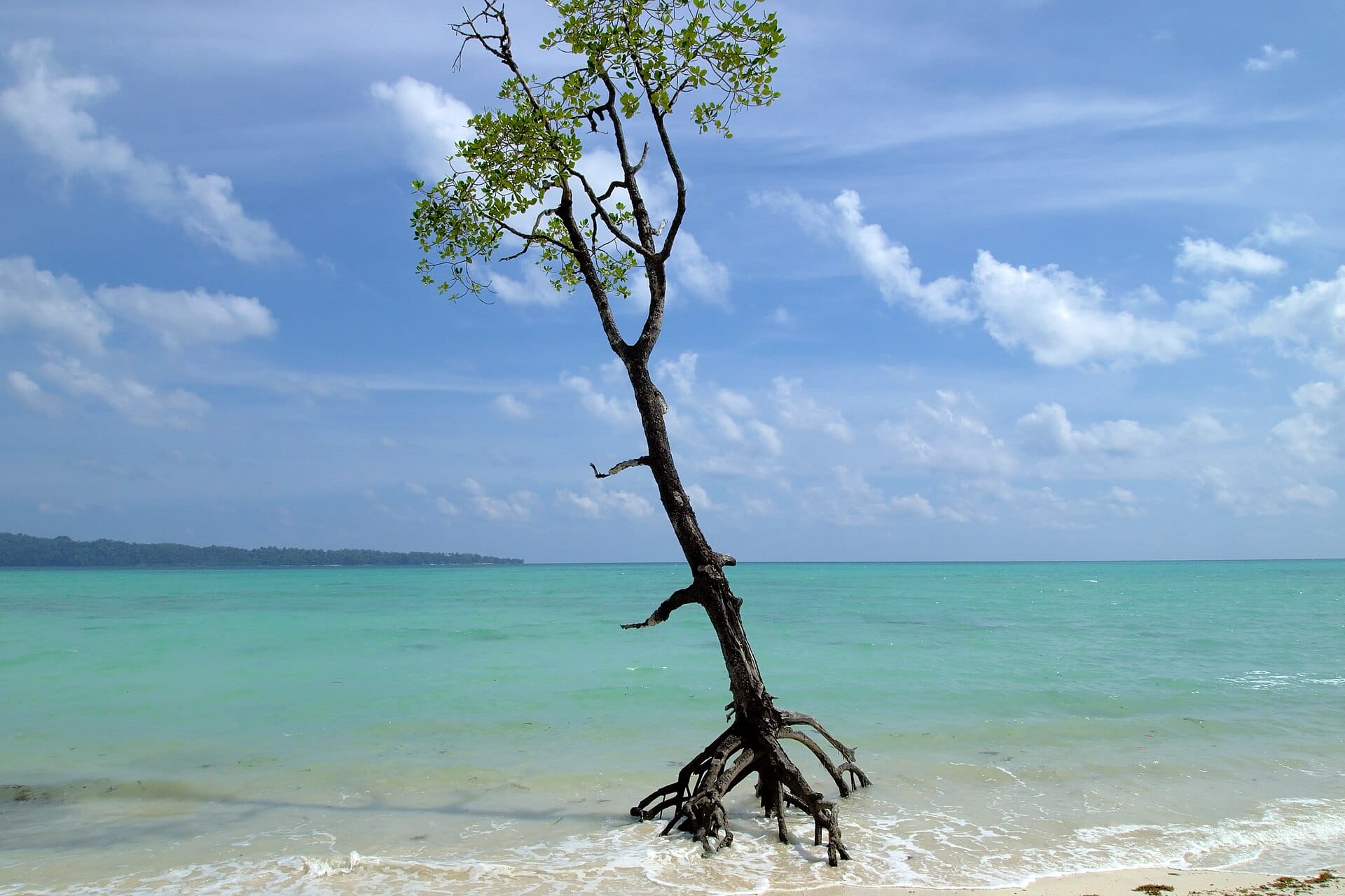 National Coastal Mission 2.0 guidelines support mangrove restoration: a mangrove tree rising from the sea at Havelock Island, Andamans