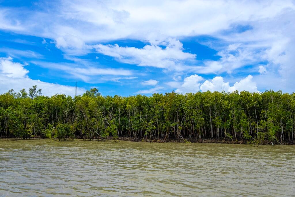 Dense mangrove forest along a tidal river in the Sundarbans, a natural coastal buffer for the National Coastal Mission 2.0