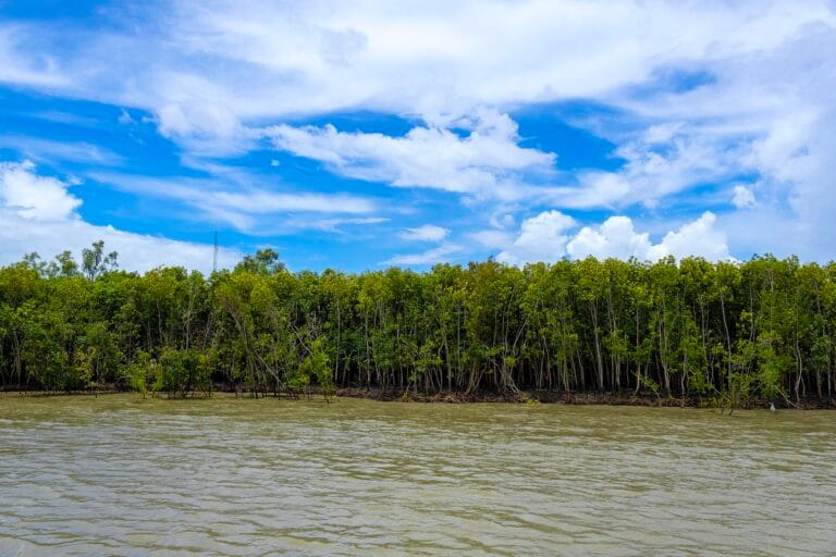Dense mangrove forest along a tidal river in the Sundarbans, a natural coastal buffer for the National Coastal Mission 2.0