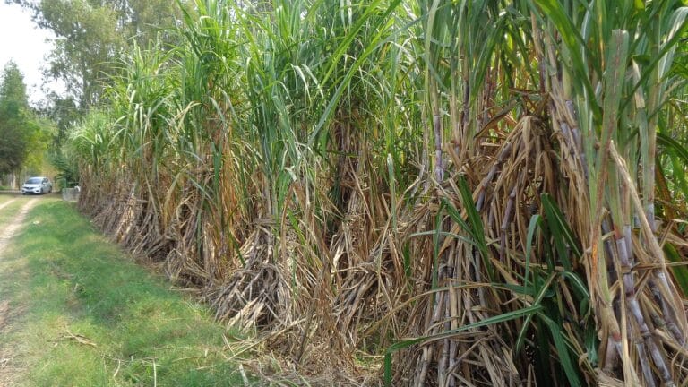 Tall sugarcane growing beside a farm track in Punjab, the crop whose sugar is used to make PLA biodegradable plastic