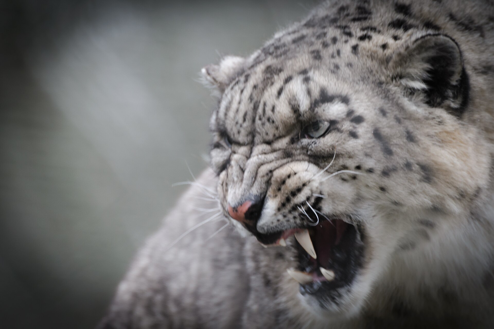 Close-up portrait of a snow leopard, one of the seven big cats covered by the International Big Cat Alliance