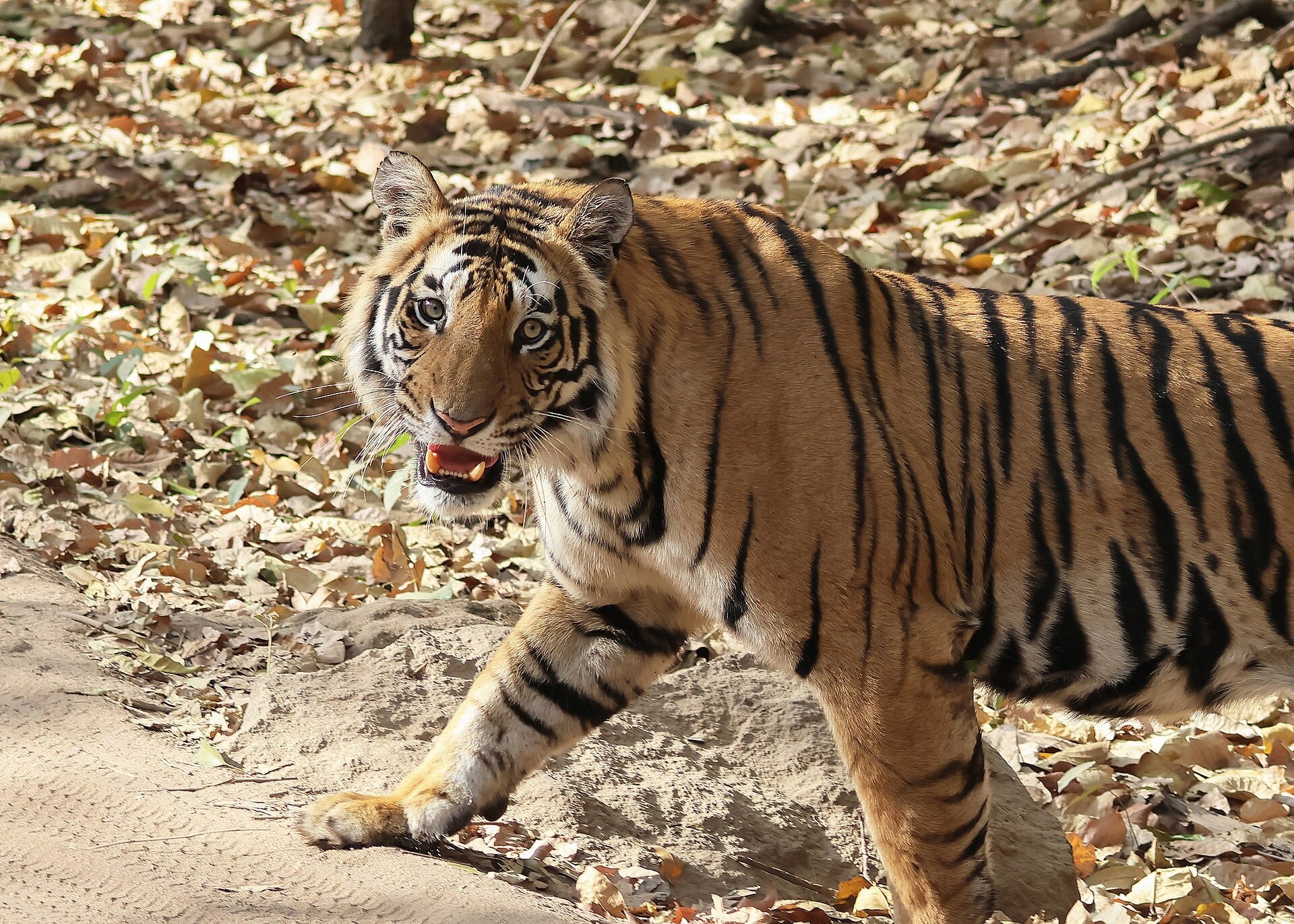 Bengal tiger in Bandhavgarh, one of the tiger reserves under the management effectiveness evaluation