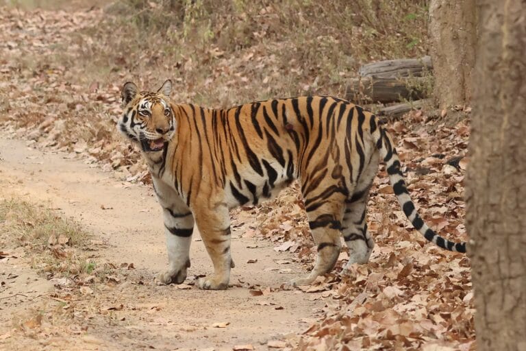 Bengal tiger on a forest track in Kanha, a tiger reserve assessed for management effectiveness