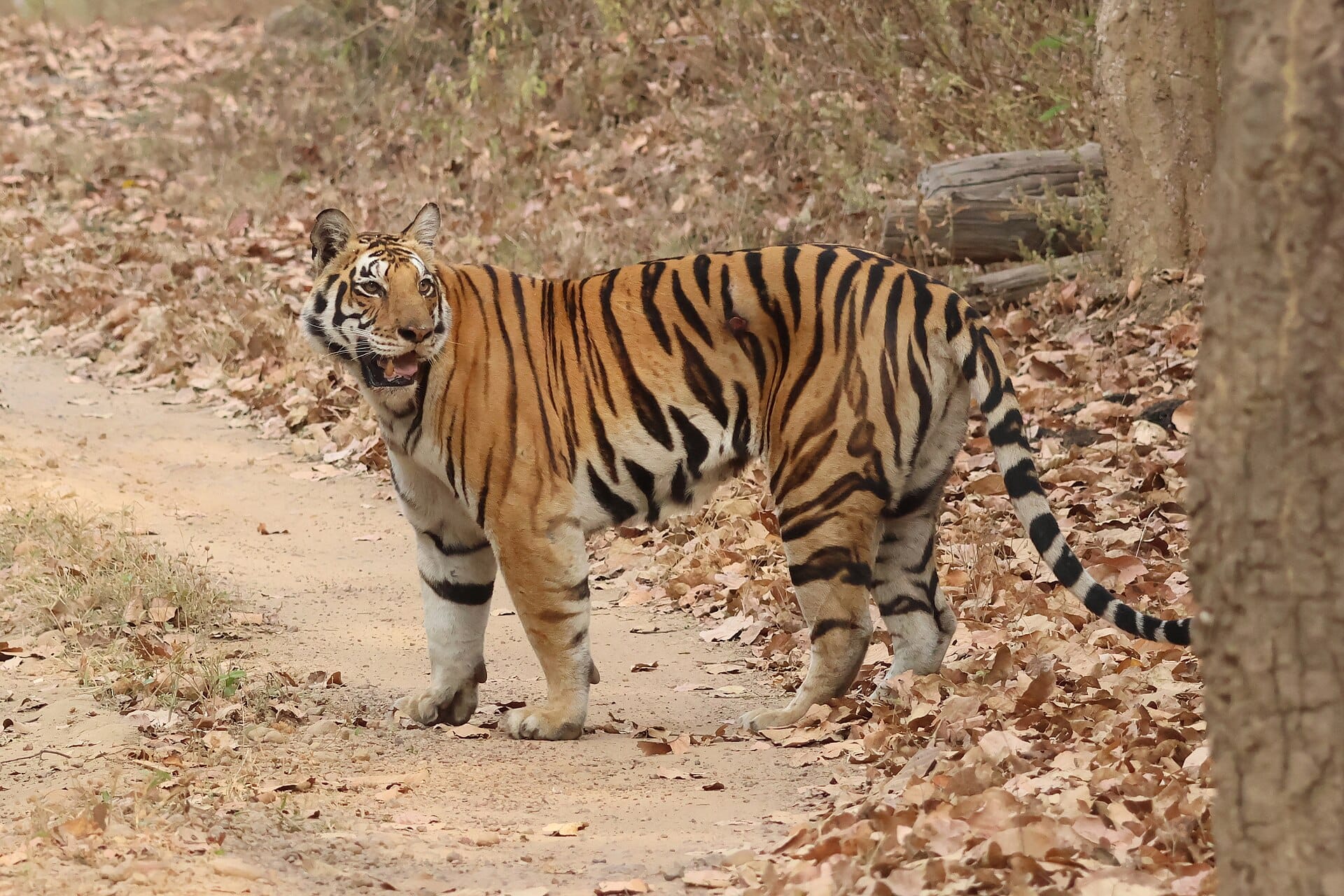 Bengal tiger on a forest track in Kanha, a tiger reserve assessed for management effectiveness