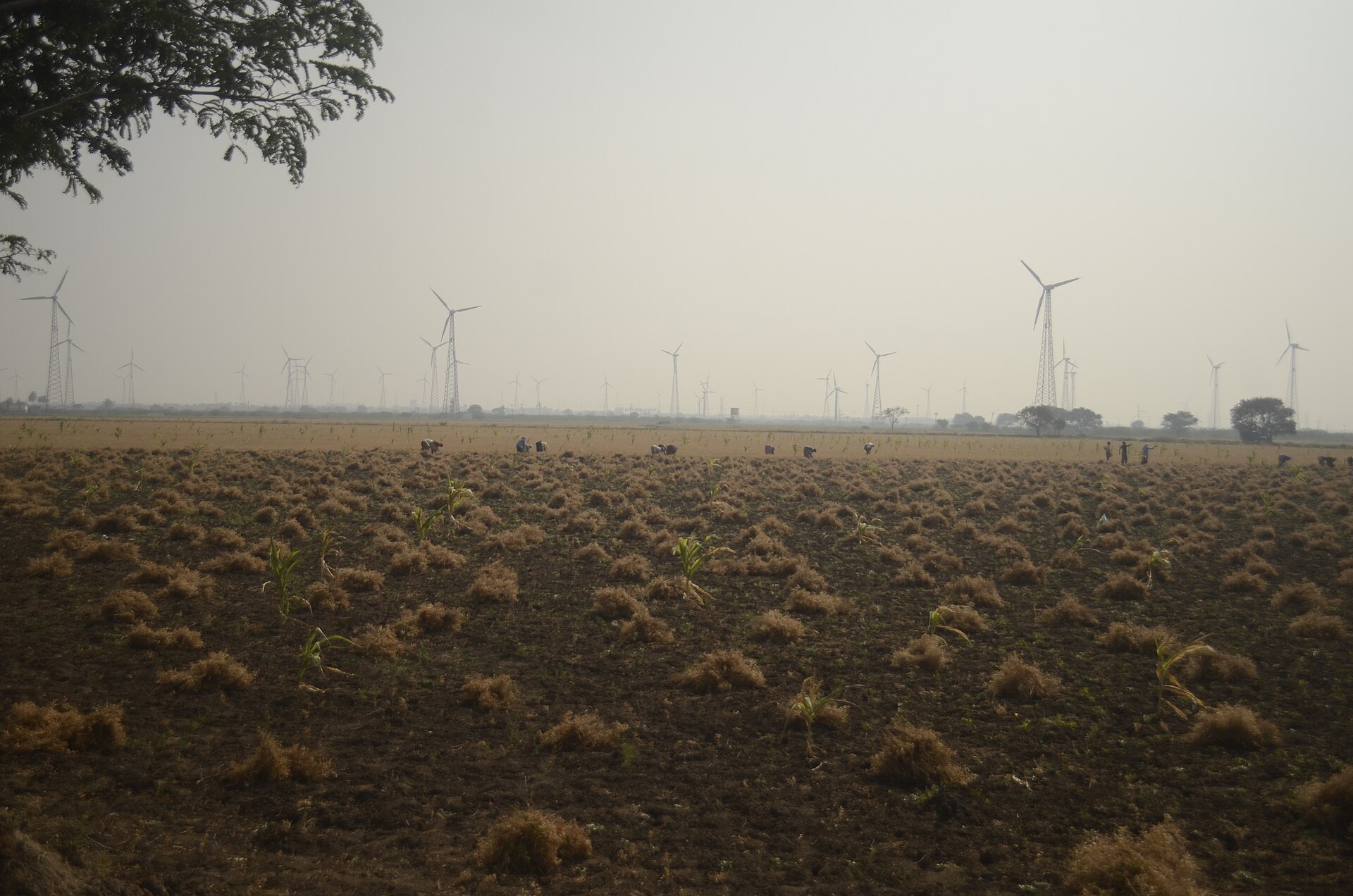 Wind turbines above a farm field in Tamil Nadu, the kind of low-carbon technology the India Japan Joint Crediting Mechanism aims to finance