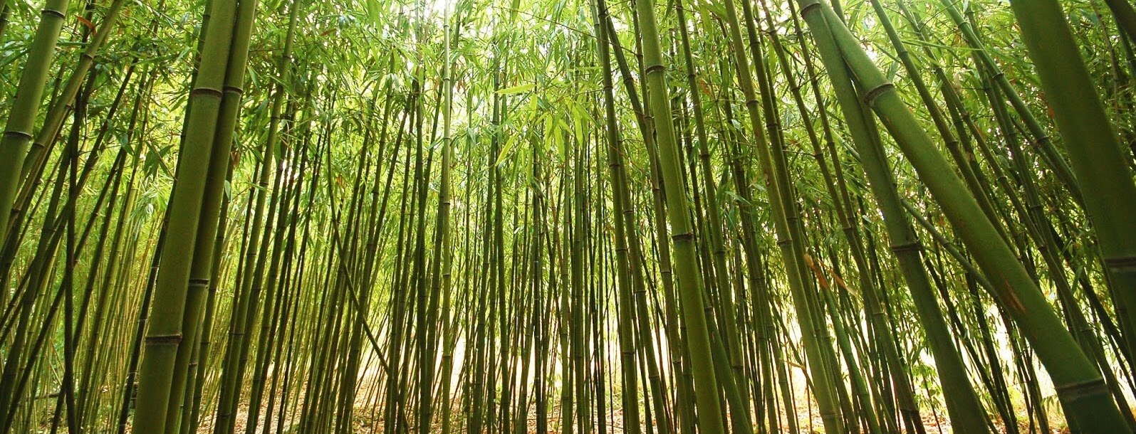 Bamboo India Prakati