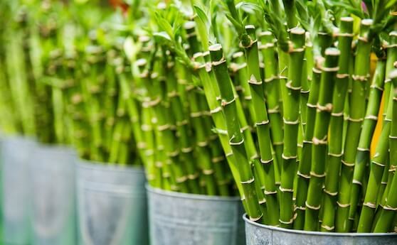 Best Selling Lucky Bamboo Plants