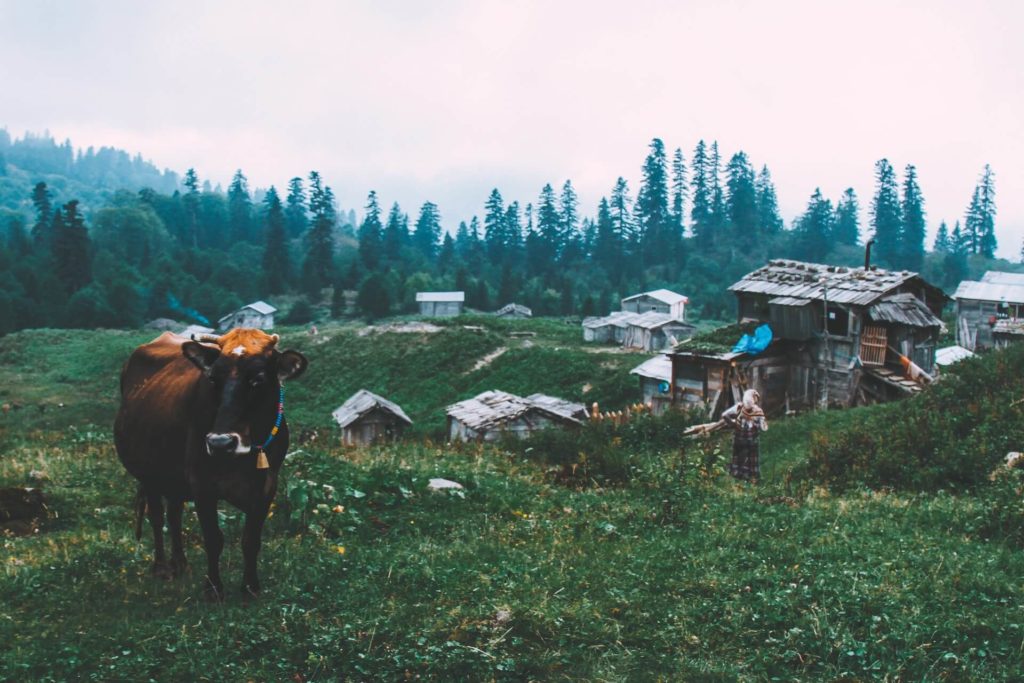 Five organic milk startups in India | Cow milk