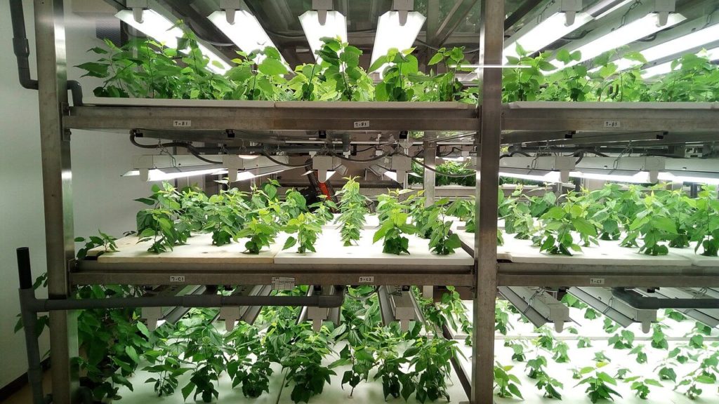 Hydroponics farm